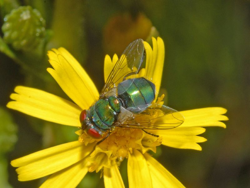 Chrysomya albiceps femmina (Calliphoridae)